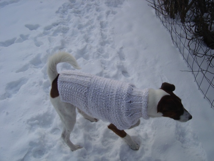 Sweater puppy picture no. 2