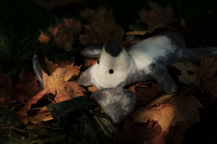 Rabbit picture no. 2