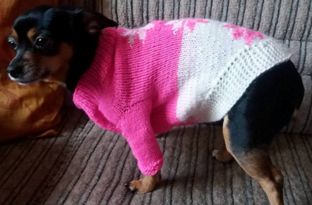 Knitted garment for the dog