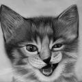 Kitty - Pencil drawing - drawing