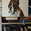 Boxer - Oil painting - drawing