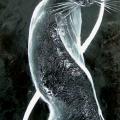 White cat 25x70 - Oil painting - drawing