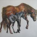 Horses - Pictures - drawing