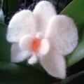 Orchideja - sage - Brooches - felting