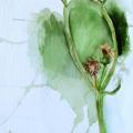 Meadows flowerer - Watercolor - drawing