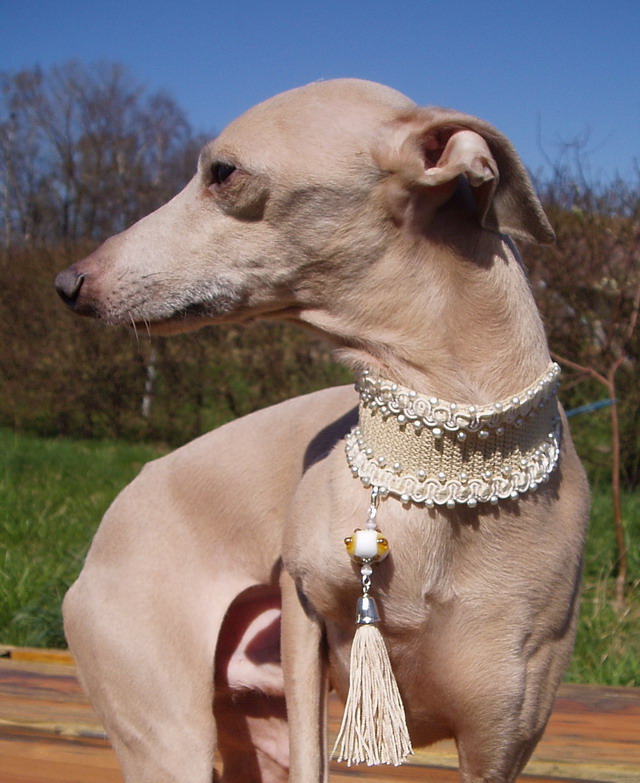 Decorated dog collar