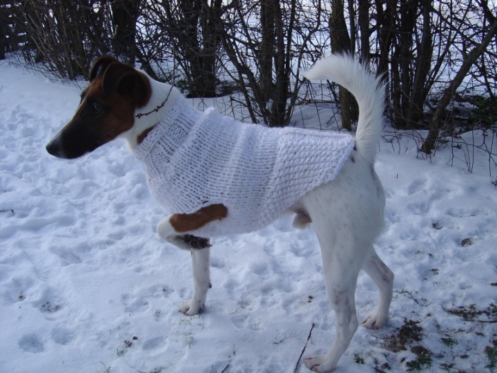 Sweater puppy