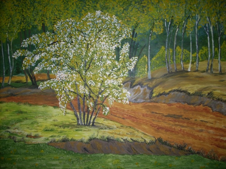 Bird cherry