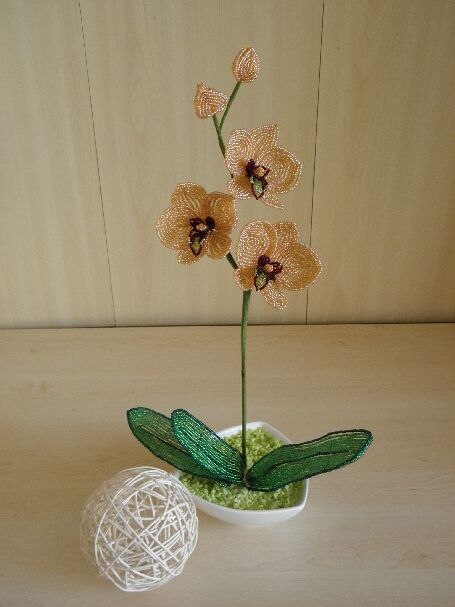 Orchideja " Karamele "