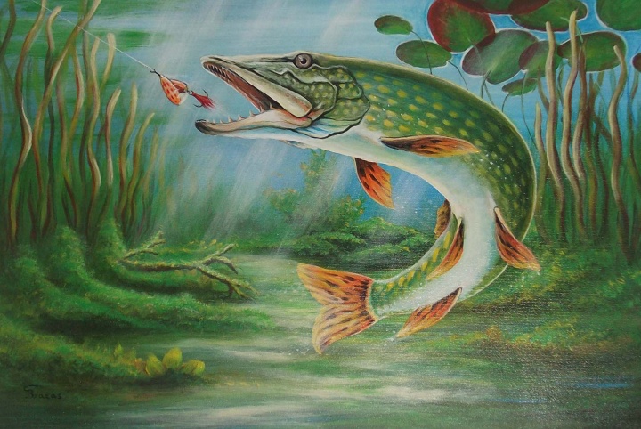 Hake 40x60 canvas, acrylic picture no. 2