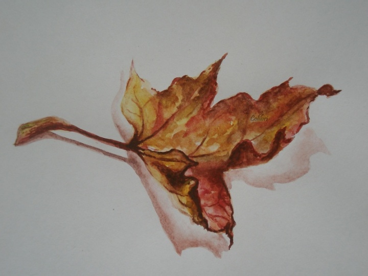 Maple Leaf