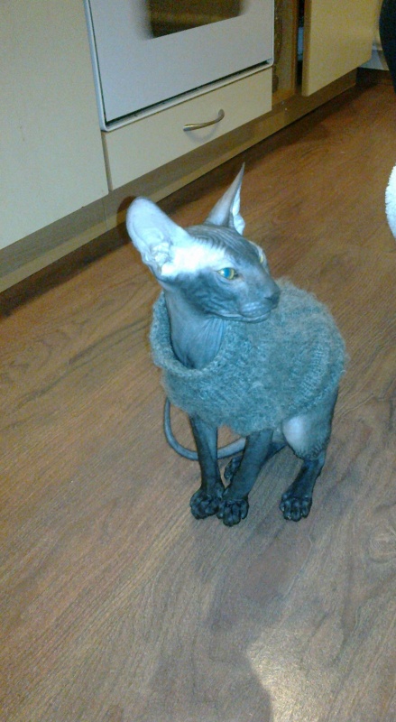 cat sweater