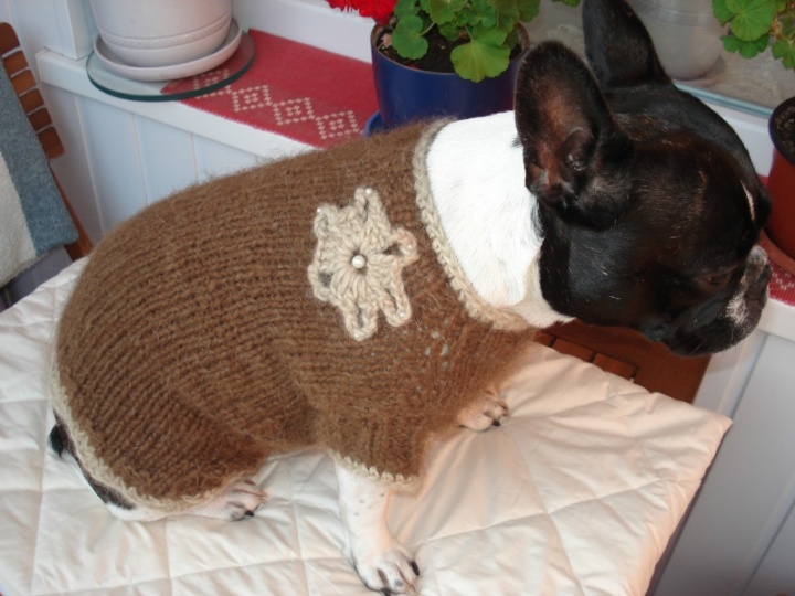 Doggie Sweater