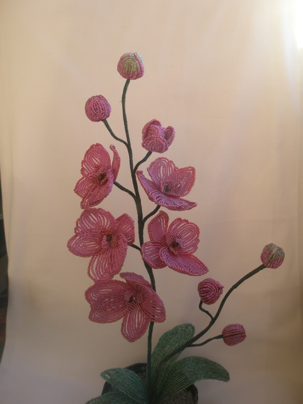 Orhideja picture no. 2