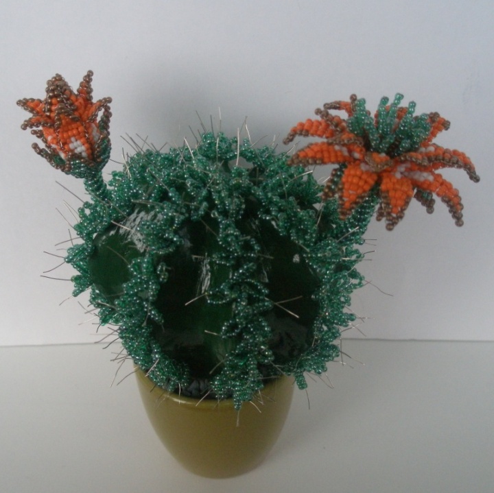 Pražidėjas cactus