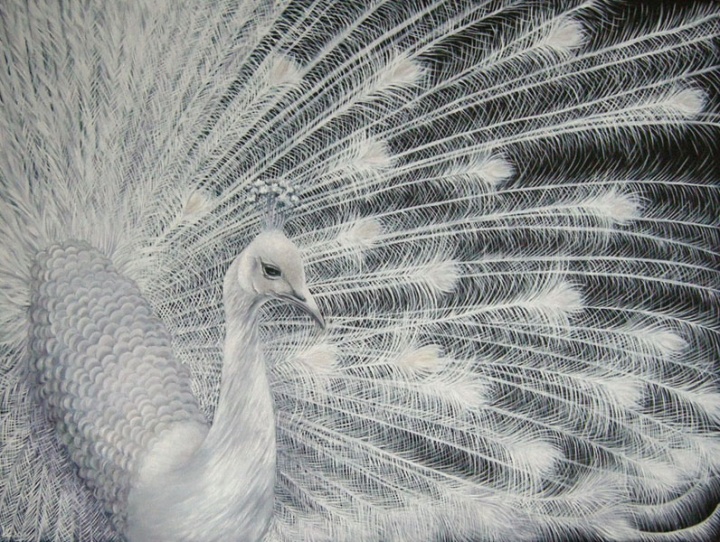 "Karališkasis povas " 60x80