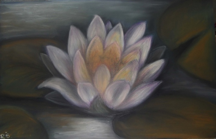 Water lily