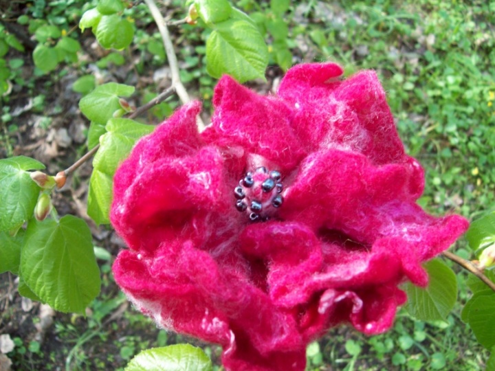 Red flower