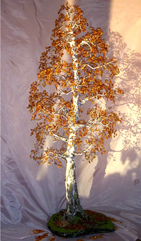 Amber birch