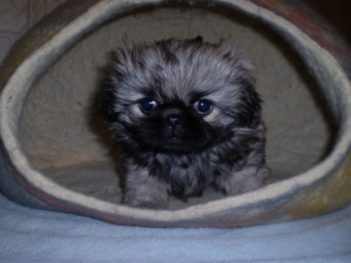 puppy bearing