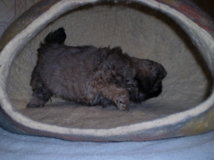 puppy bearing picture no. 3