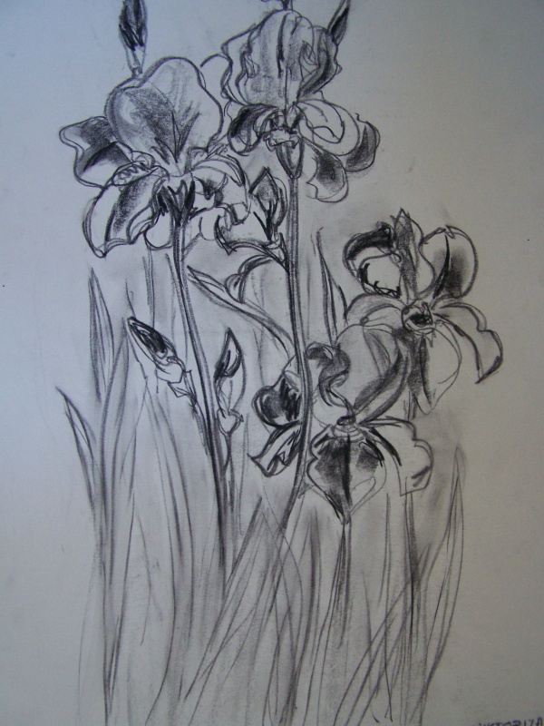 Irises