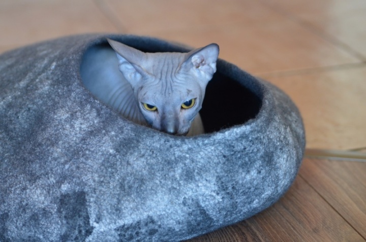 Cat maisonnette