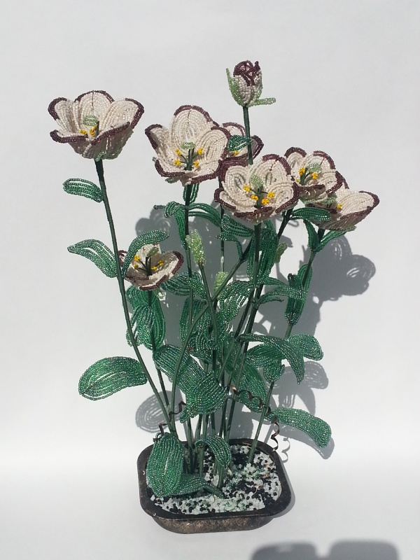 Eustoma