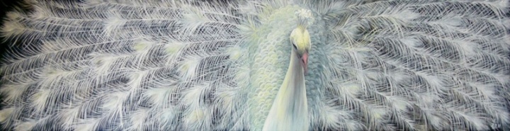 Baltaplunksnis peacock 115x30