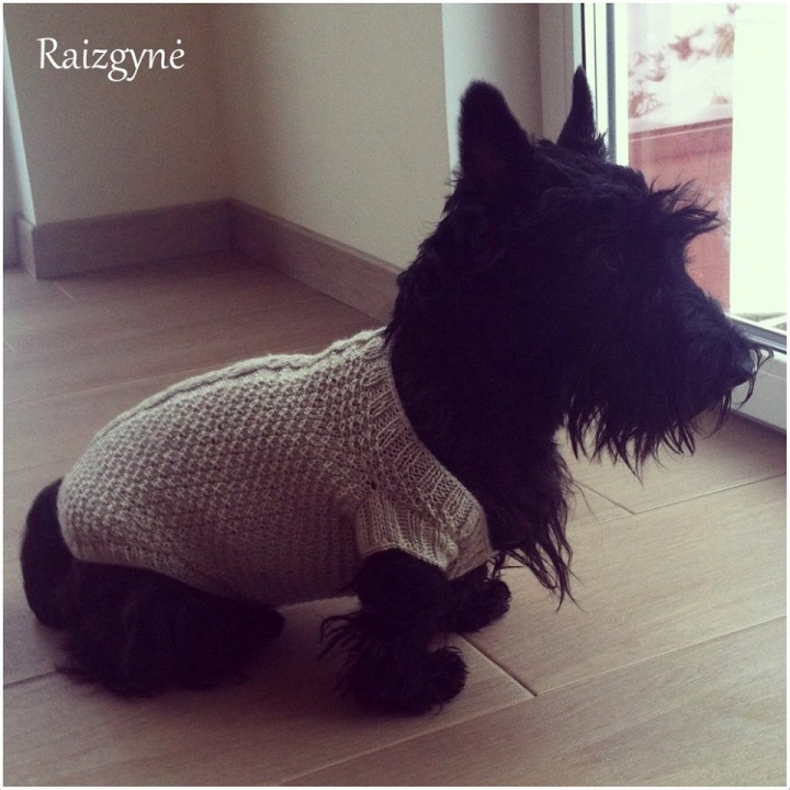 Sweater puppy