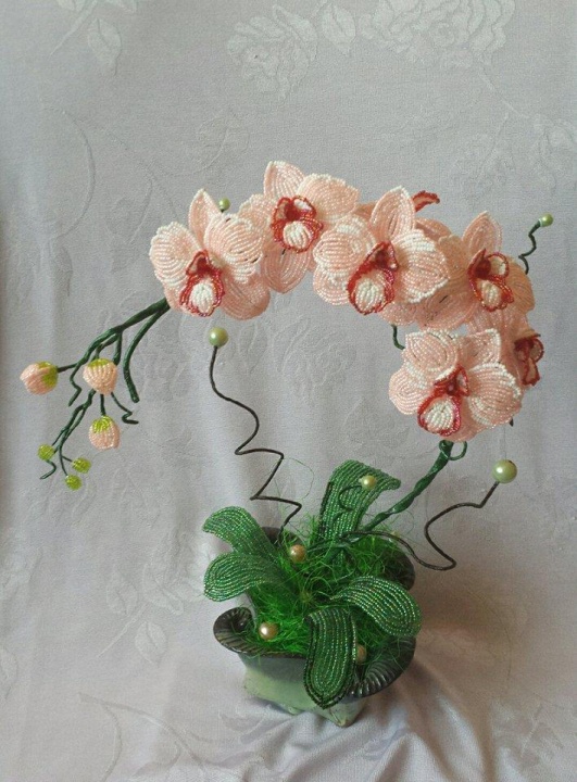 Orchideja