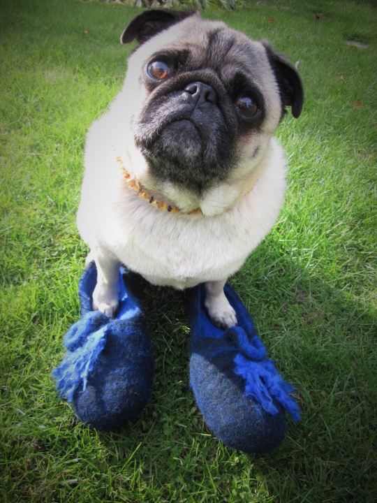 " Pug shoes "