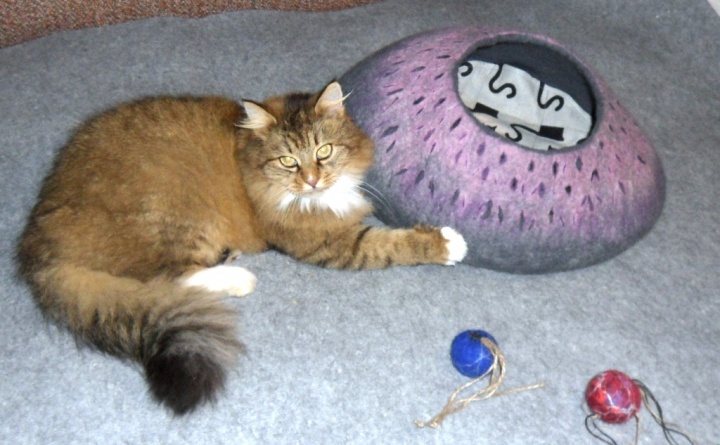 Guolis/namas katinams