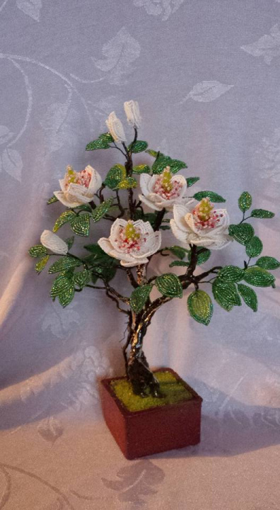 Magnolija