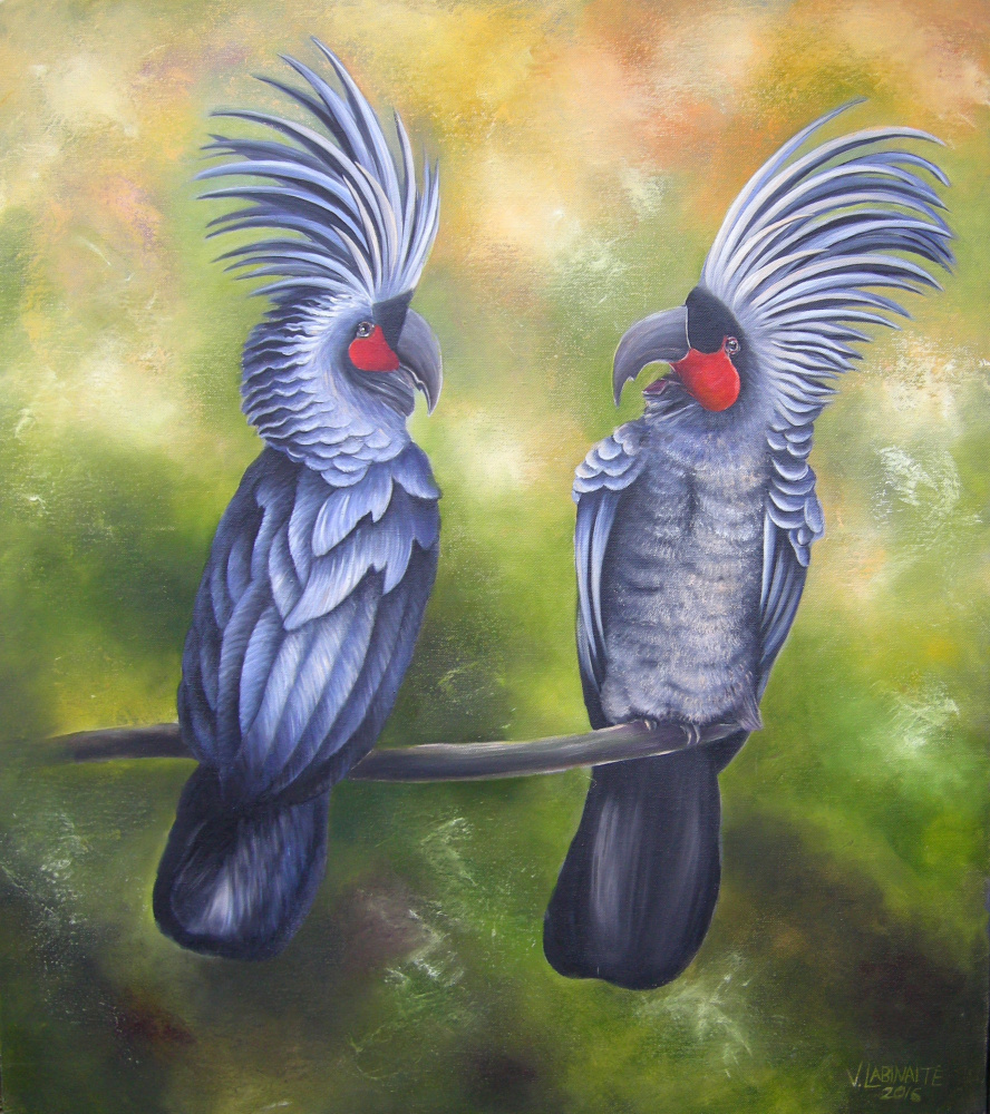 Black Palm cockatoo