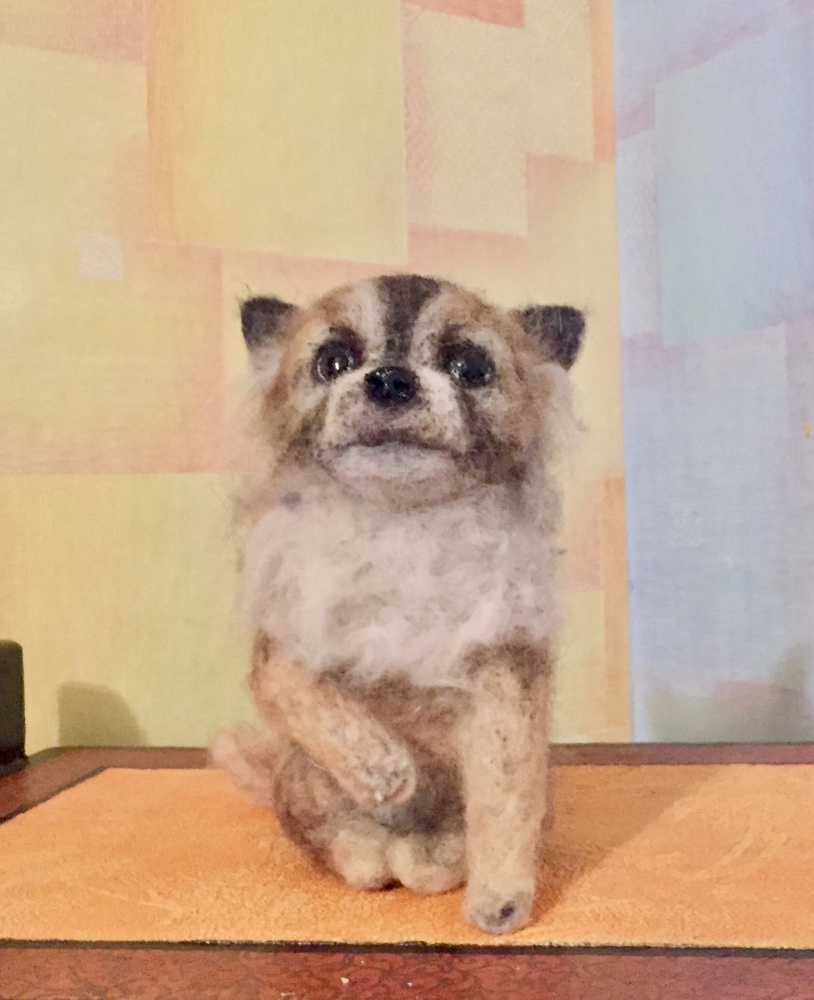 Veltas chihuahua šuniukas
