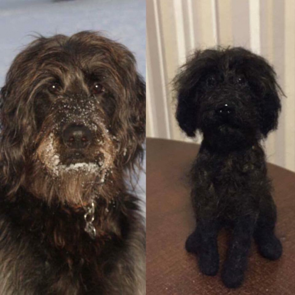 ,,Goldendoodle" šuo