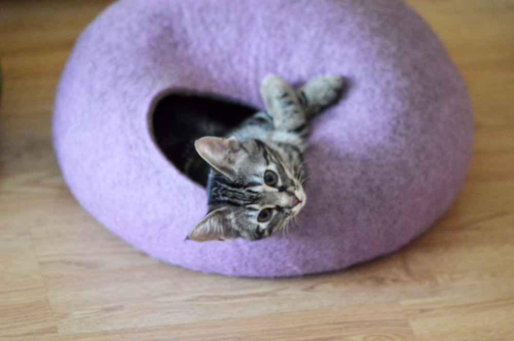 Cat bed - PURPLE picture no. 3