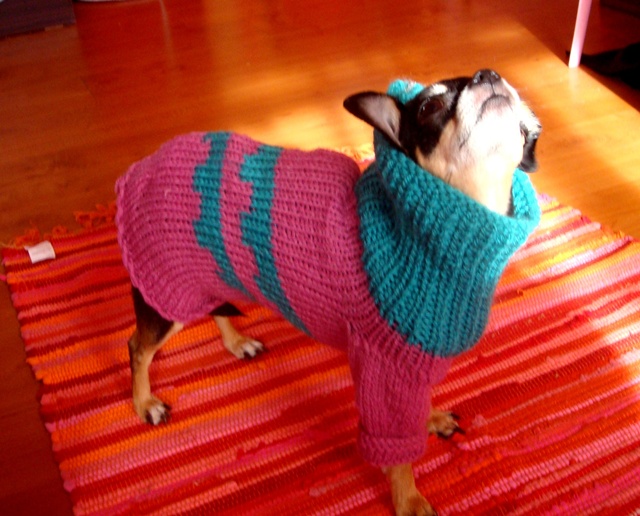 sweater puppy