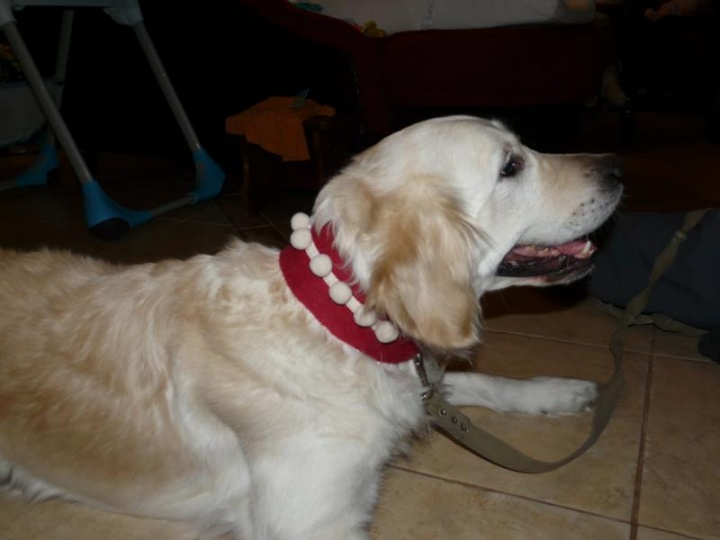 dog collar " cup "