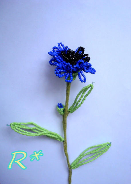 Cornflower