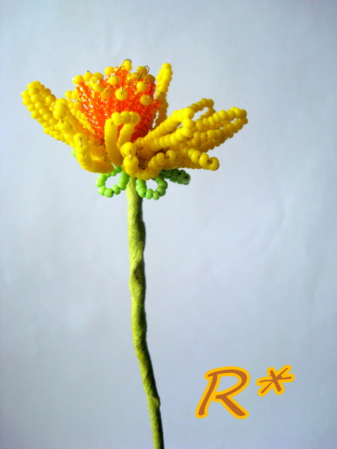 Dandelion