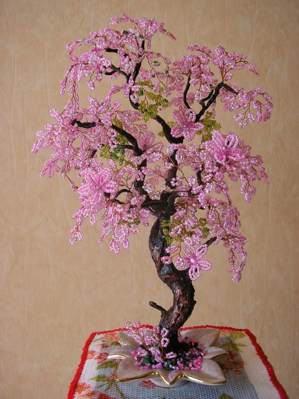 medukas sakura