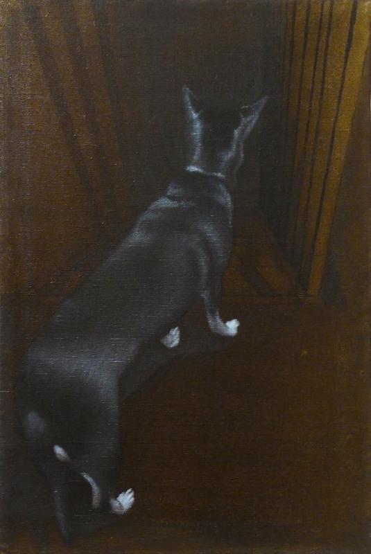 " The dog looks at the stairs "