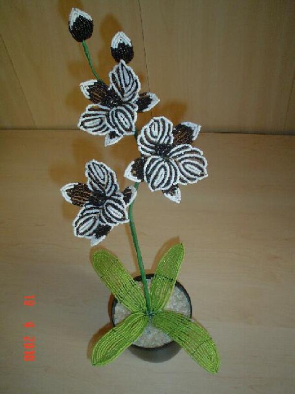 Orchideja " classic "
