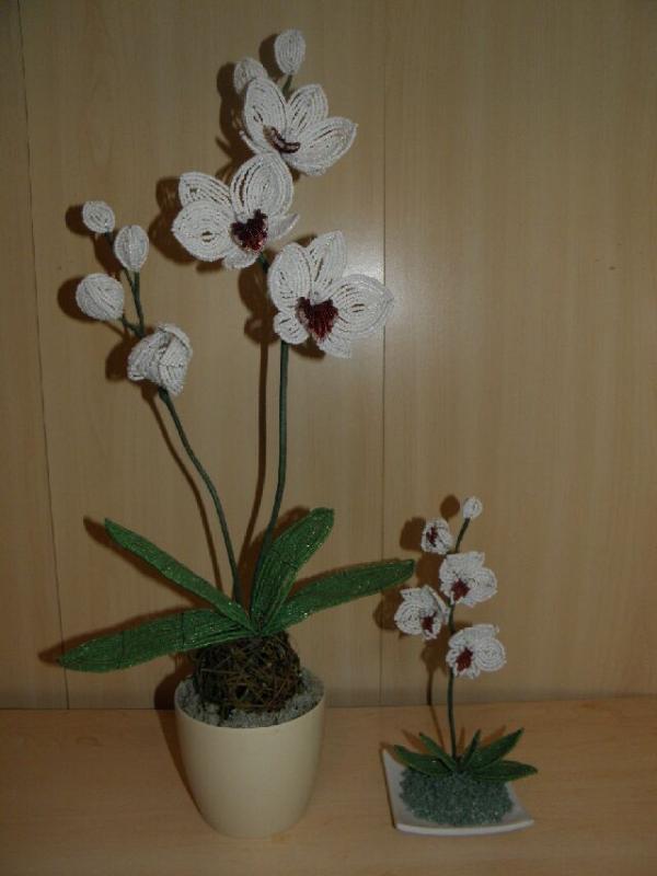 orchideja " Duo "
