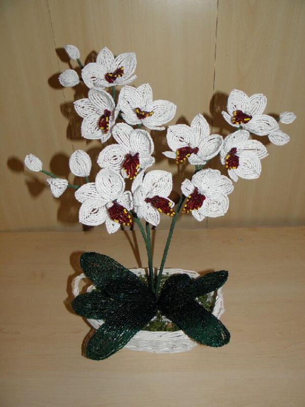 Orchideja " Trys_gracijos "
