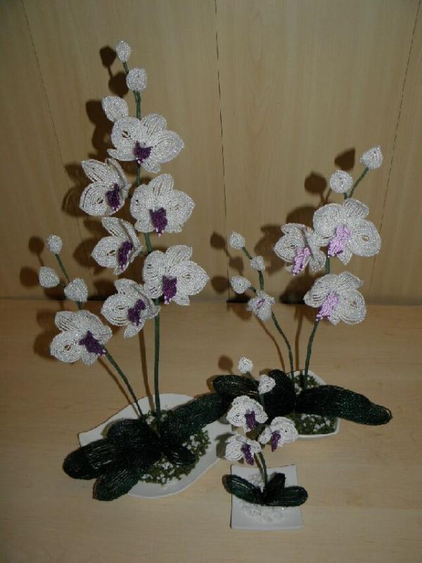 Orchids " Perliukai "