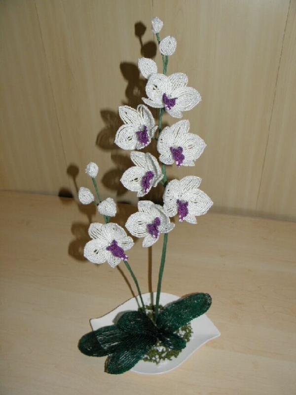 Orchids " Perliukai " picture no. 2