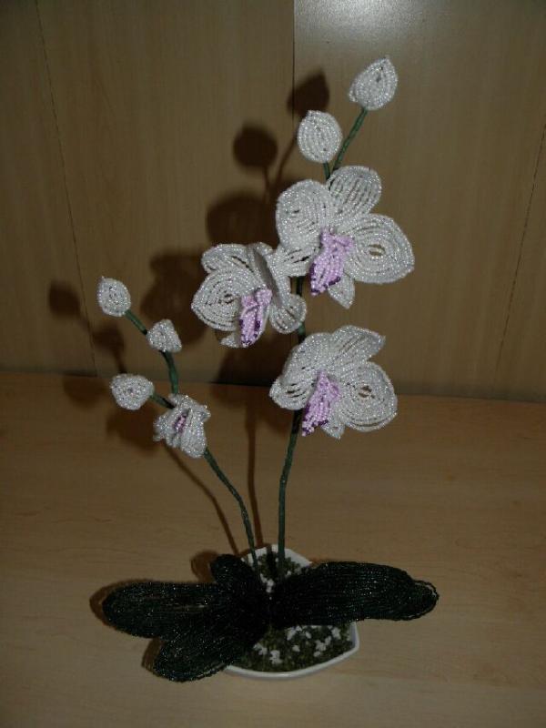Orchids " Perliukai " picture no. 3